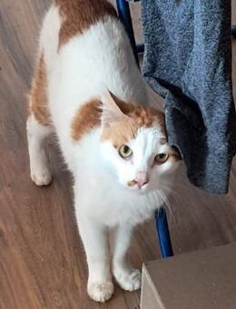 💕 Lieber Raffy sucht Dich 💕 - Eislingen (Fils)