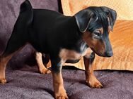Süßer kleiner Lucky - Landshut