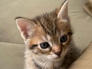 Zauberhafte Babykatzen suchen liebevolles Zuhause – BKH x Europäische Kurzhaar-Mix - Witten
