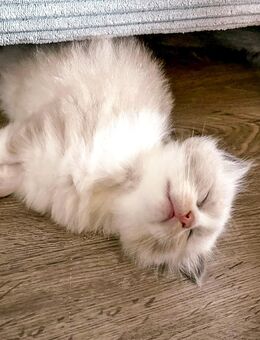 Nur noch 2 zauberhafte Ragdoll ähnl. Heilige Birma Kitten! Katzenbabys / Babykatze - Neu Wulmstorf
