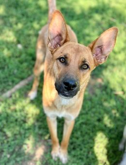Biondo - wo is mein Seelenmensch - Grevenbroich