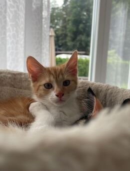 Süßes Katzenbaby sucht neues Zuhause - Hohen Neuendorf