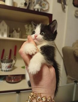 Kitten Katzenbabys Katzen - Stolberg (Rheinland, Kupferstadt)