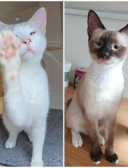 ❤️ Siam Mix Parsley und Dandelion ❤️ - Eislingen (Fils)