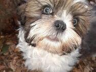 Zuckersüße ShihTzu Welpen abgabebereit - Müllrose