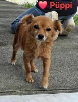 Püppi - wie kann man nur so suß sein? - Höchst (Odenwald)