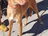 Canela ist sehr freundlich - Donaueschingen