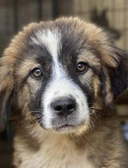 Kroos, geb. ca. 03/2024, GRIECHENLAND - Markdorf