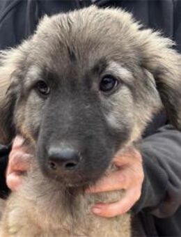 Sylvi - Pflegestelle oder Zuhause gesuch - Oberwies