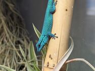 2.1 Lygodactylus Williamsi/ Himmelblauer Zwergtagegecko Männchen 3.0 - Rettenberg