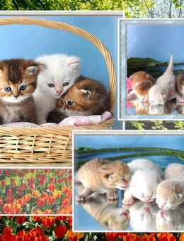 Wunderschöne BKH Britisch Kurzhaar und Langhaar Kitten mit Stammbaum. - Meßkirch Zentrum