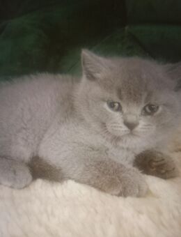 BKH Karteuser Kater blau - Wissen Zentrum