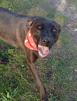 Farah, a.d.Tierschutz, sucht Happy-Home - Boxberg (Oberlausitz)