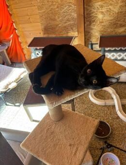 wundervolle Cleo sucht DICH! - Walluf