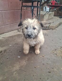 Fips Bereit für den Neustart - Celle