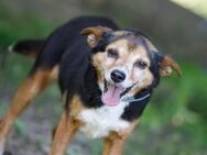 Hundedame Bajka sucht ihr Körbchen - Wallerfangen