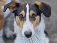 ROCCO💙liebenswerter Bracken-Collie-Mix - Hamburg