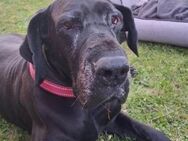 BELLA hat grosses Pech - Gefrees