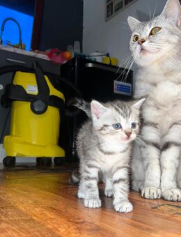 Bkh MIX kitten & Mama - Hehlen