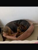 Luna sucht ein neues liebevolles zuhause in 51107