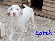 Earth aufgeweckter Junghund	06/23 GRC - Ruppertsecken