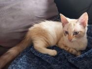 Maine Coon Ragdoll Mädchen - Mönchengladbach