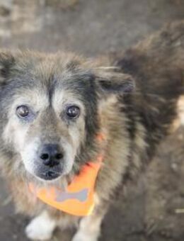 AMON, hungrig nach Streicheleinheiten - Alfeld