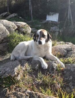 Charlot - wunderschön und lieb - Mettmann