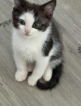 Balu sucht ein neu zu Hause - Peine