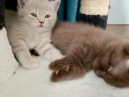 BKH Kitten Britisch Kurzhaar Katzen Kater Schoko, Lilac Tabby - Recklinghausen