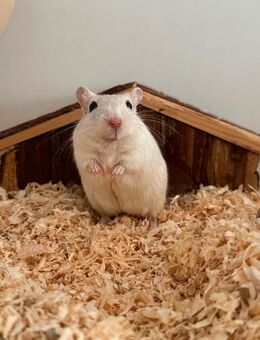 Mongolische Rennmaus zu vermitteln - Kempen Sankt Hubert