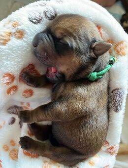 ❤️Welpen Alarm ❤️ Shar Pei - OEB Mix welpen - Falkenstein (Harz)