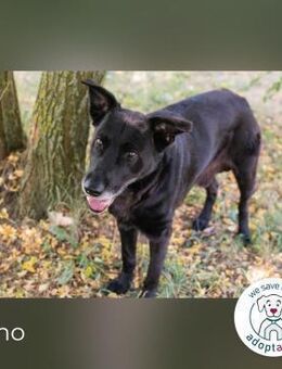 Mino: Stark, treu und voller Liebe - Kirchzell