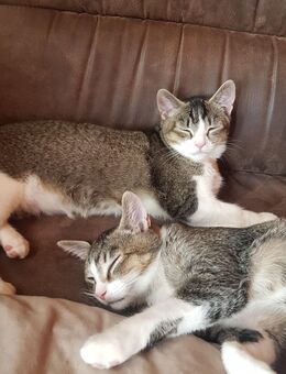Katzen Zusammen abzugeben - Netphen