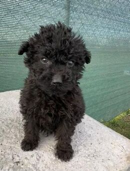 Rüdenwelpe Georgi - Rambin