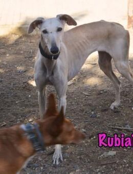 Rubia1 liebevolle sanfte Galga 04/24 ESP - Ruppertsecken