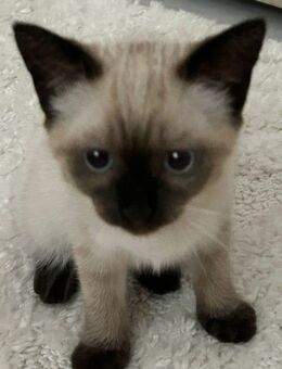 Babykatze Thai mit BKH gemischt - Gevelsberg