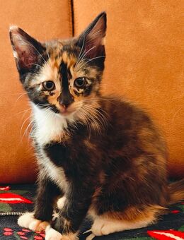 Maine-Coon(3/4)/BKH(1/4)-Mix-Kitten-Mädchen sucht liebevolles Zuhause - Bellheim