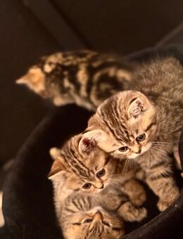 Reinrassige BKH Kitten Getigert - Krefeld