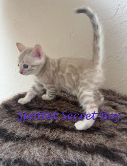 Snow Mink Bengal Kater besonder schön mit XXL Rosetten - Bad Oeynhausen