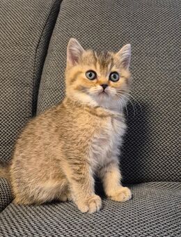 Bkh KITTEN - Hörstel