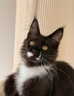 Maine Coon Kater - Hermeskeil Zentrum