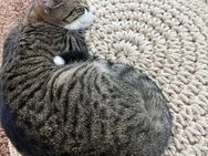 Verschmuste Katze sucht Zuhause mit Freilauf - Neu Wulmstorf