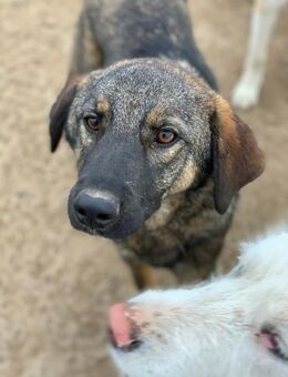 Robin sucht eine Pflegestelle - Celle