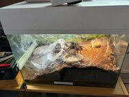 Lasiodora parahybana - Pirmasens