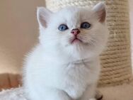 BKH kitten mit schönen blauen Augen mit Stammbaum - Detmold
