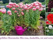 Tütchen mit 300 Samen gefüllter Riesen-Mohn pink oder Mix sehr selten. - Halle (Saale)