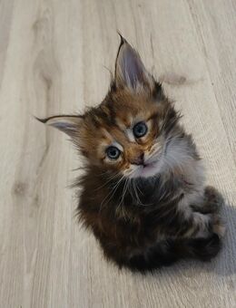 Nur noch 1 Xxl maine coon kitten weibchen - Bad Kissingen
