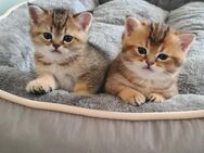 Wunderschöne Britisch Kurzhaar Kitten - Burgkirchen (Alz)