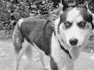 Husky Rüde 3.5 Jahre Alt Sucht Ein Liebes Zuhause - Neubrandenburg